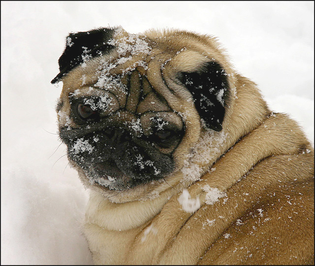 Snowface