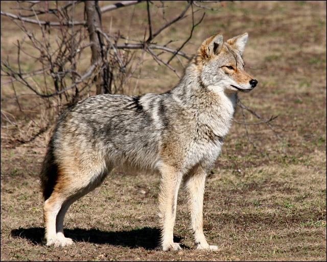 8094Coyote640.jpg