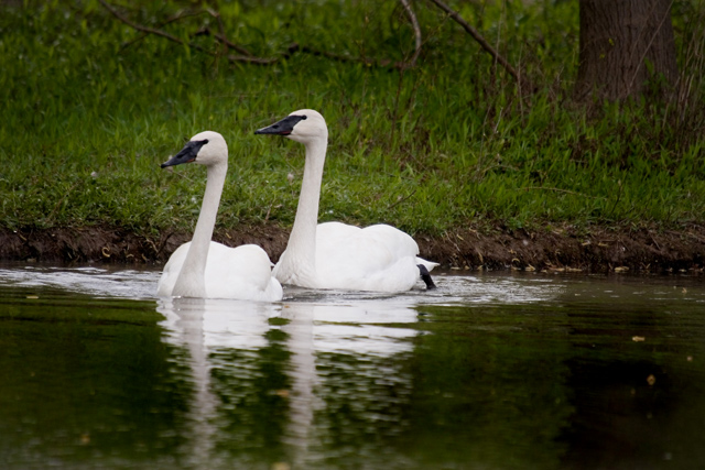 swimming swans