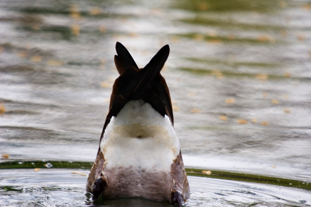 Bottoms Up !