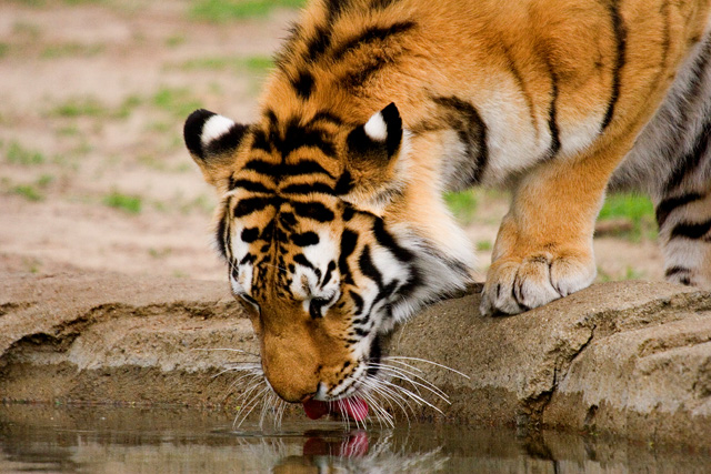 Thirst Quencher