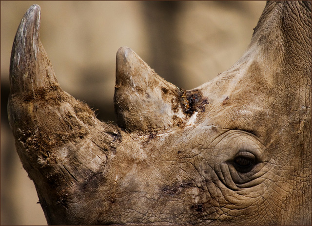 Textures of Rhino