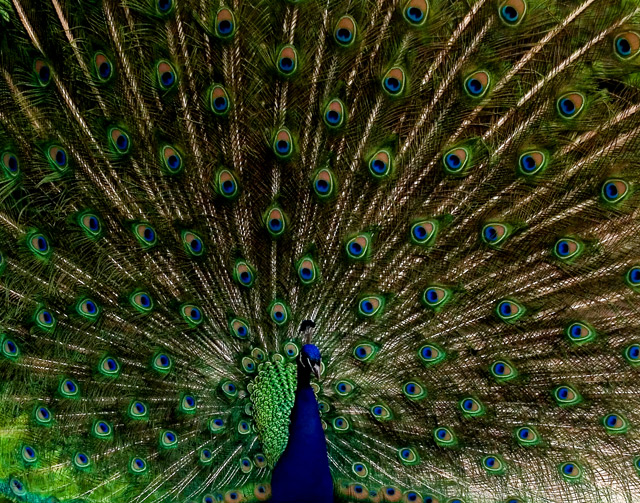 Full Fan
