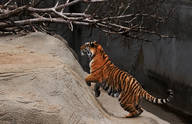 Tiger jump - edit