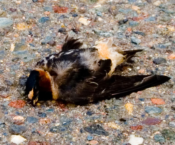 IMG_0069DeadBirdWEB.jpg