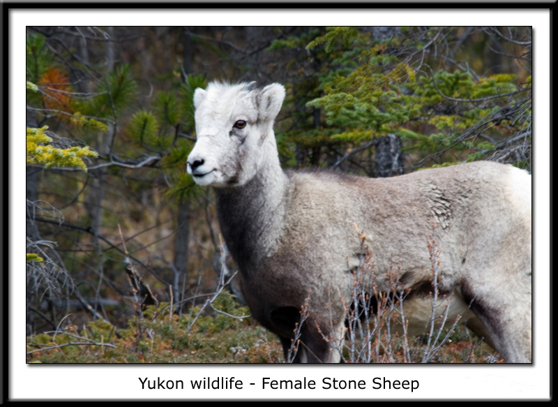 British Columbia - Female StoneSheep