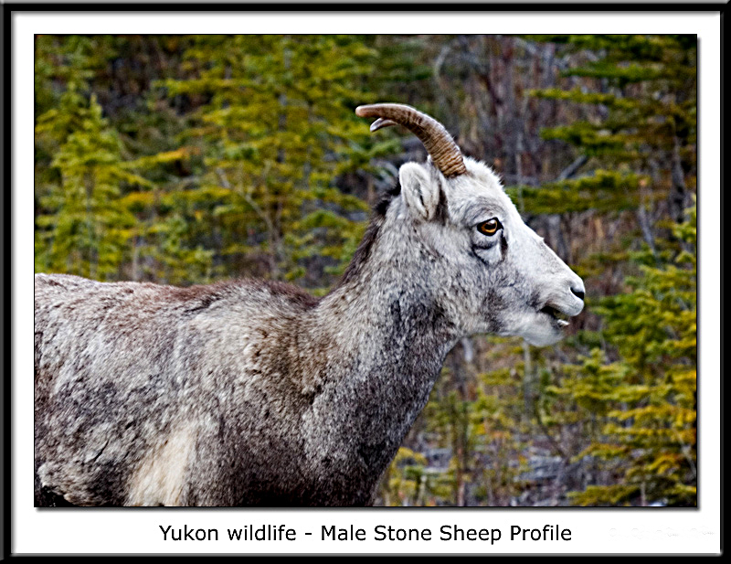 Yukon wildlife - Male Stone Sheep in Profile