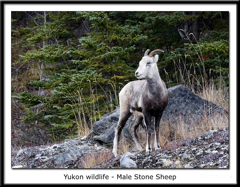 Yukon wildlife - Male Stone Sheep