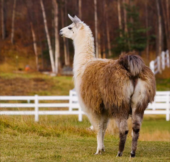 behind the llama