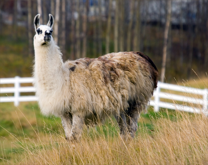 WEB_0028llama.jpg