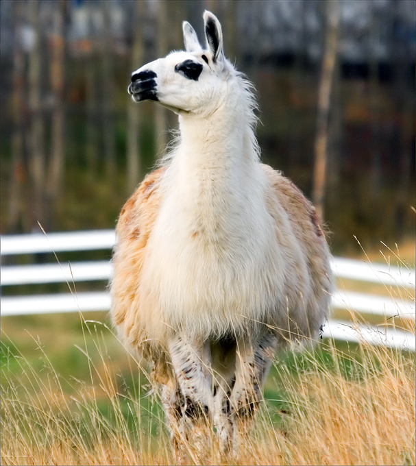 snubbed by llama