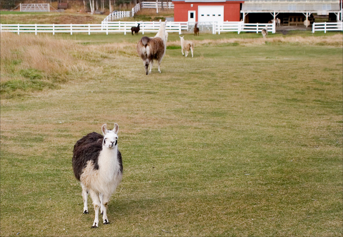 Alaskan Llama Farm