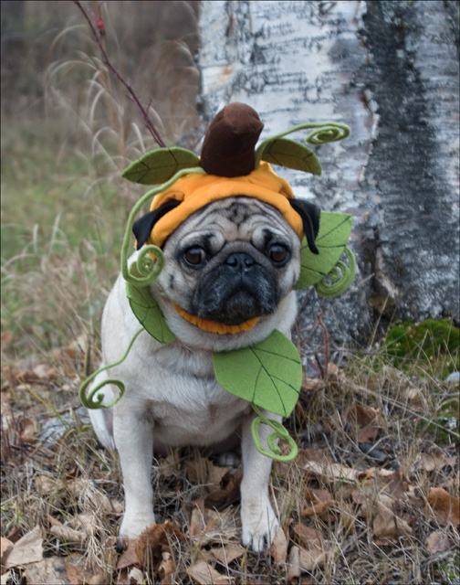 Pumpkin  Head