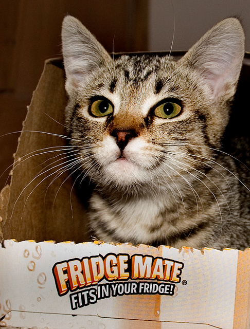 Frig Mate