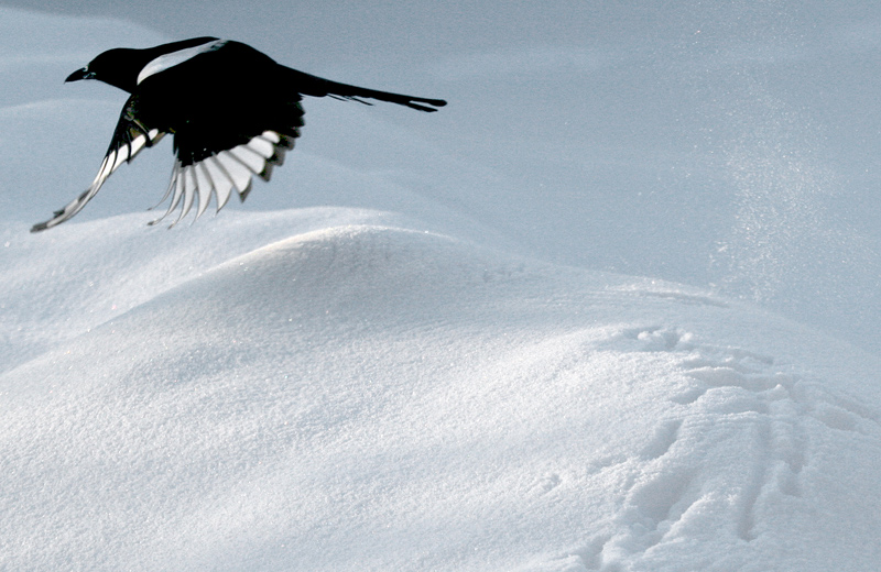 Magpie