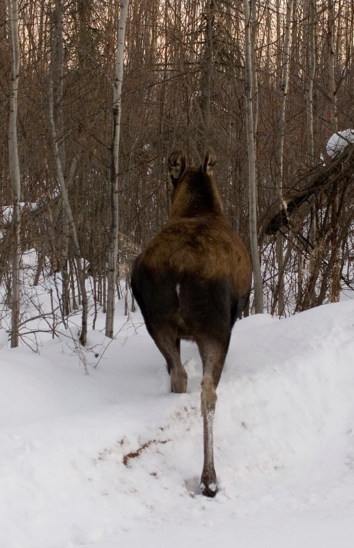 goodbye_moose.jpg