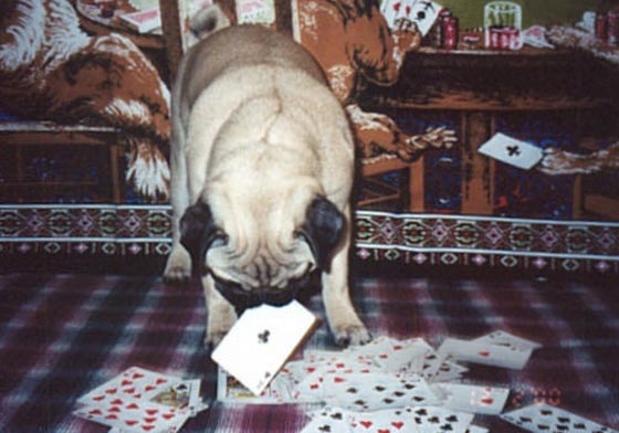 Napoleon cheats!