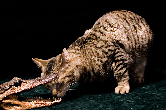 Nice chompers!