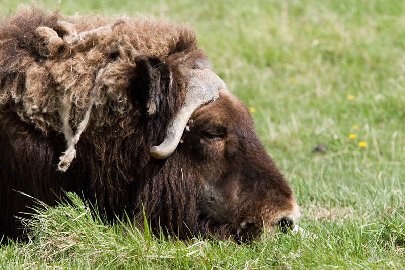 22 yr old Musk Ox