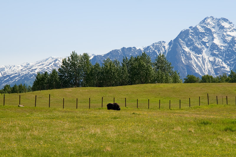 Musk Ox by the Mountains