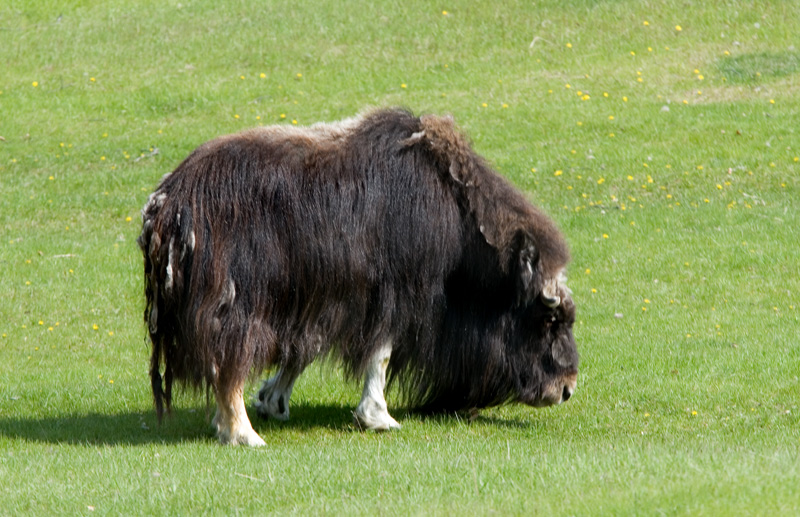 munching Musk Ox 