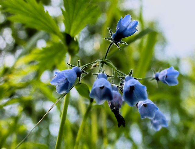 Blue Bells
