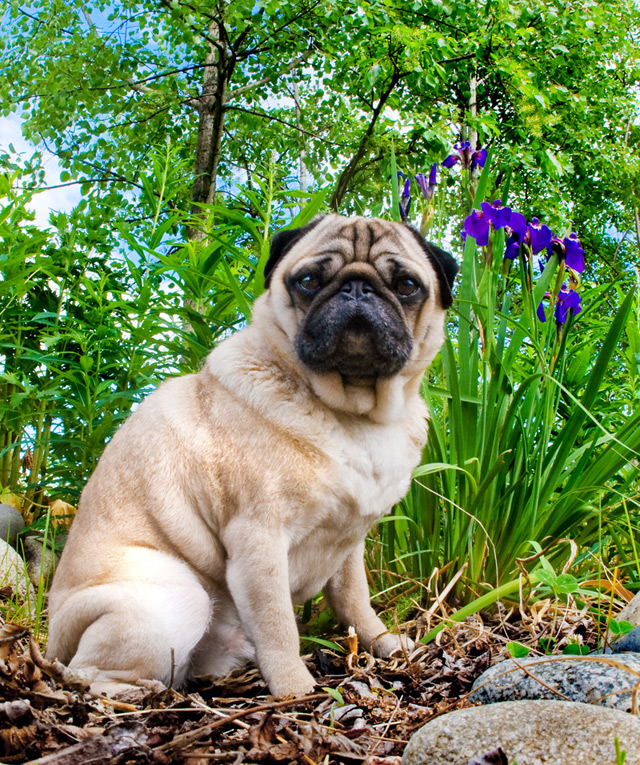 Napoleon enjoying the flora