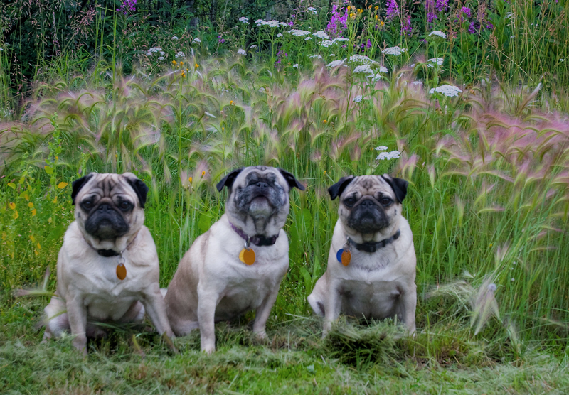 DAY 20: If it's not a PUG, it's just a dog 