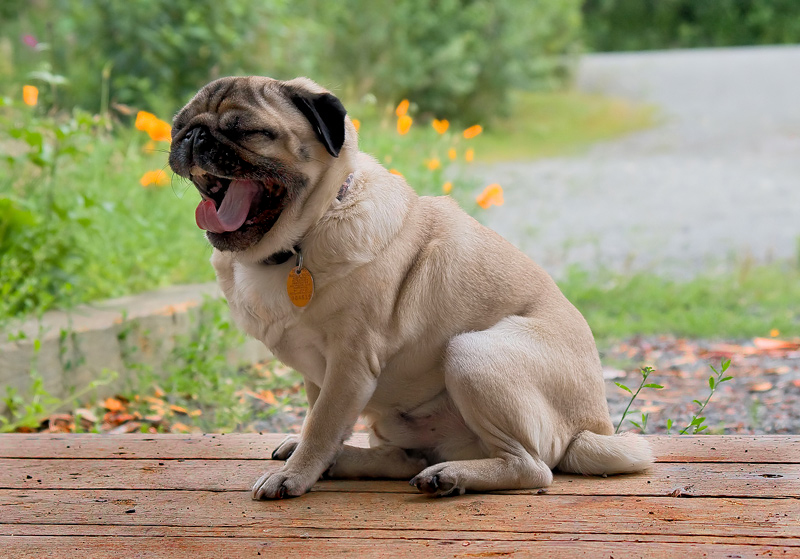 DAY 24 : Yawn of the Pug