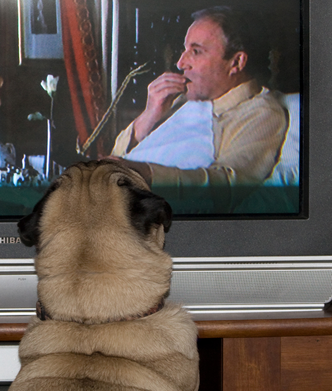 DAY 29: Begging from the TV 