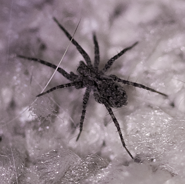 spider2.jpg