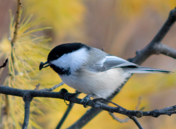 chickadee