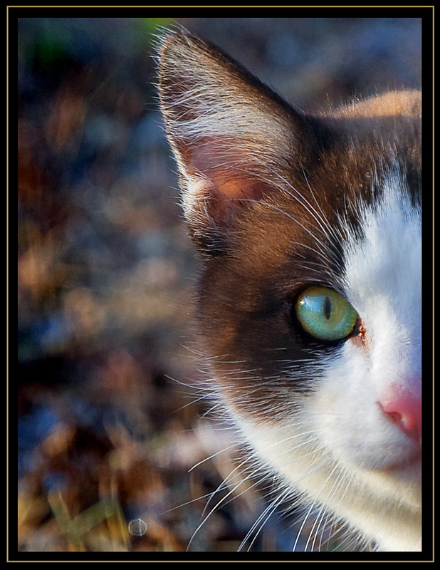 Peeking mouser