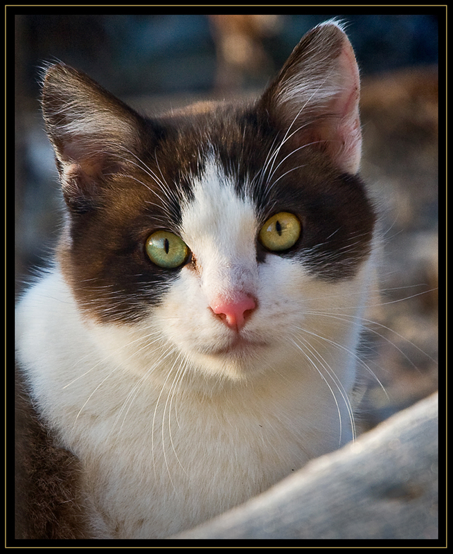 Mouser #1