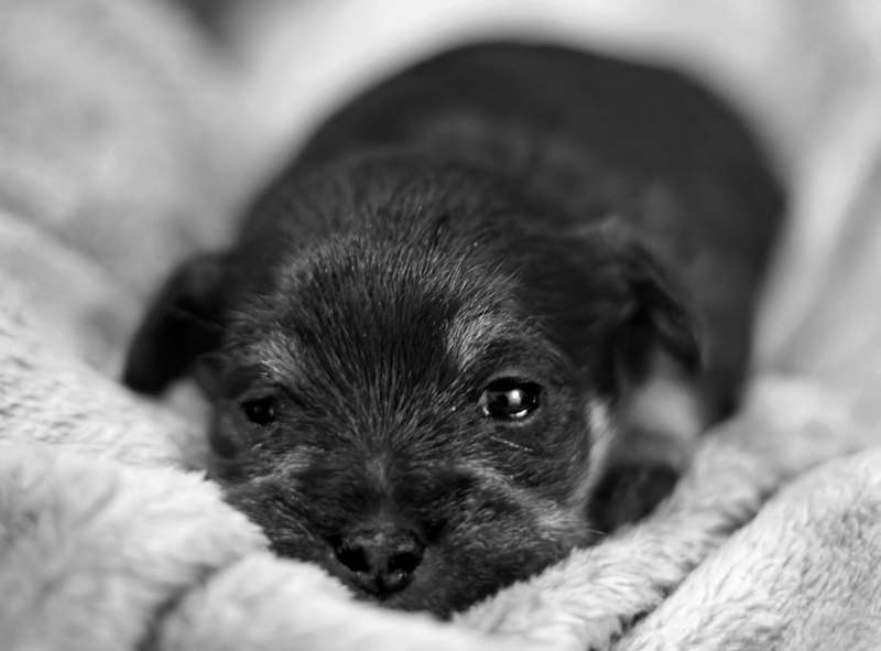 Waldo @ 3 weeks