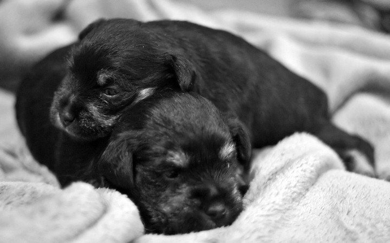 Waldo (on top) and his huge brother