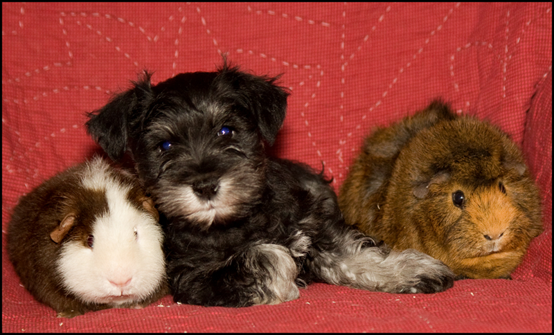 Waldo: making friends with the guinea pigs