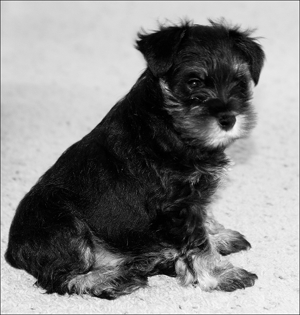 Waldo: 8 1/2 weeks old