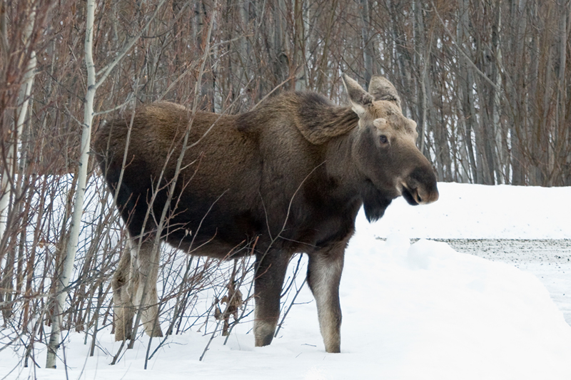 baby boy Moose