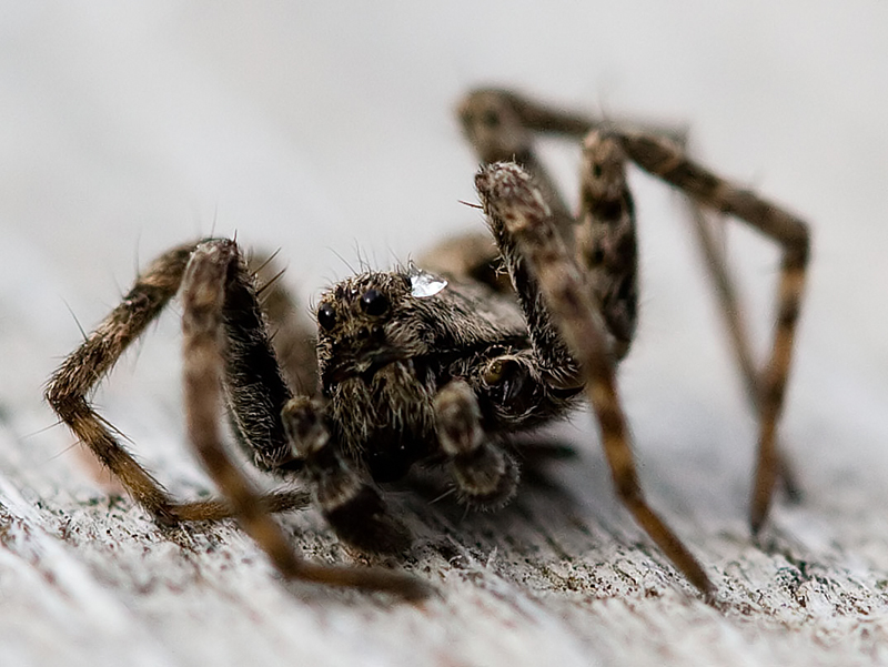 Spidie
