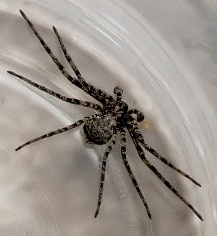 from the backside