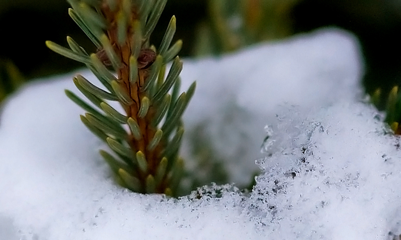 Snow on pine
