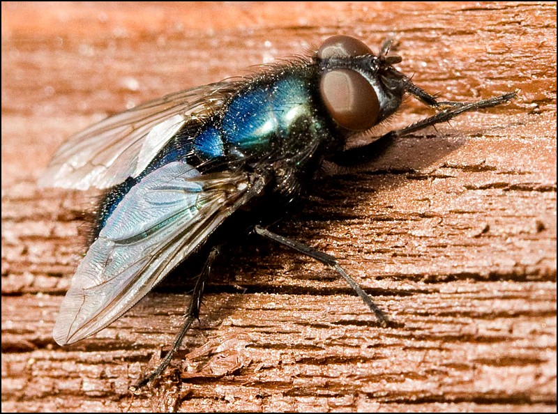 Super Fly II