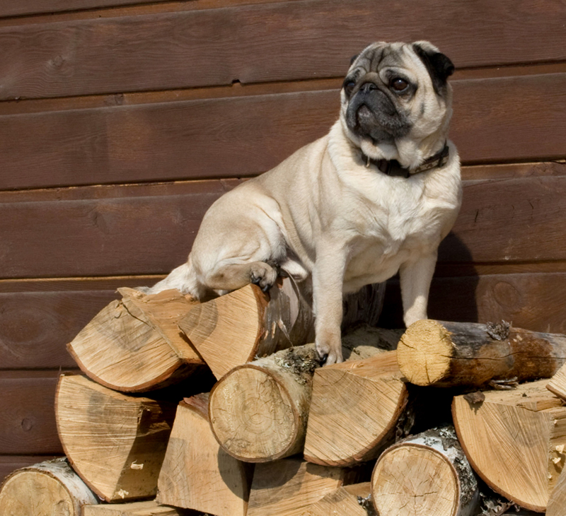 Day 18 - King of the log pile