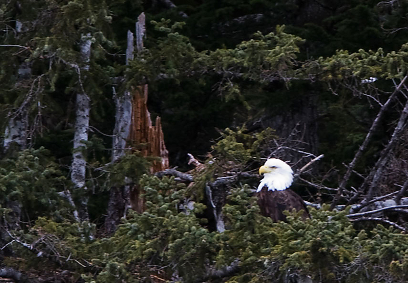 Eagle