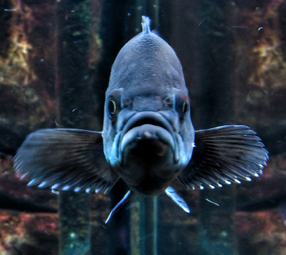 pouting fishy