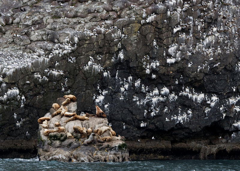 Scenery 6 :Seal lions and Kittiwakes