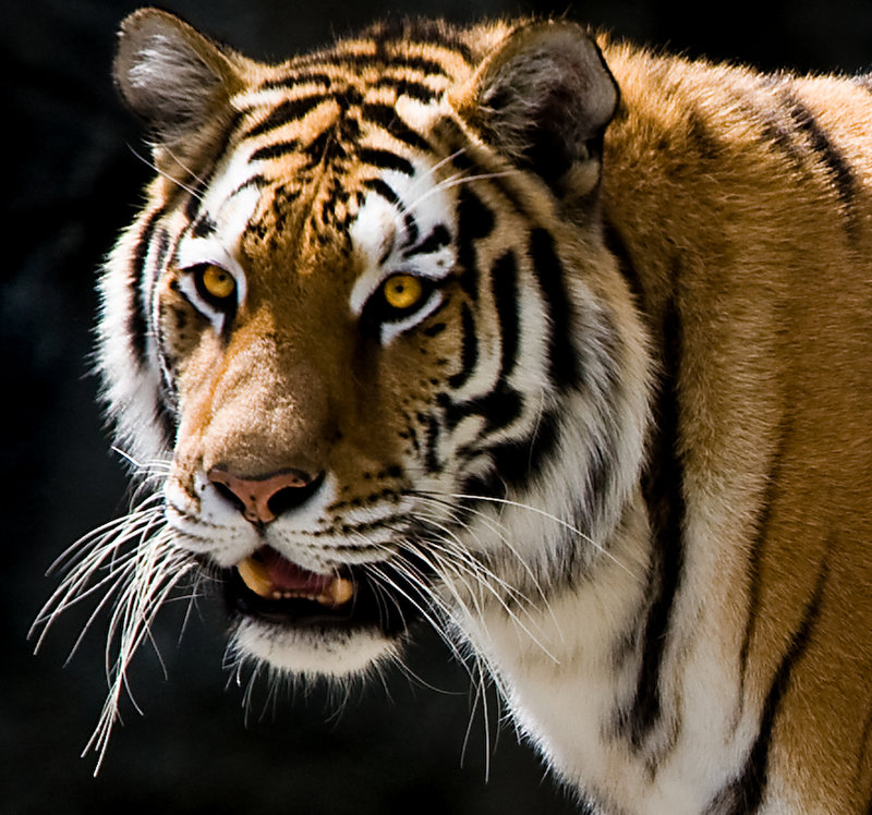 Tiger talk