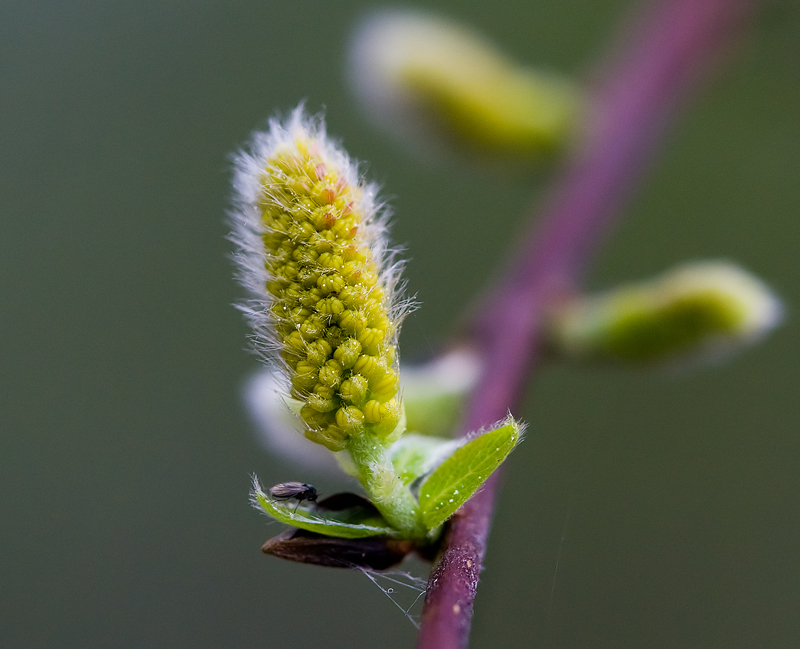 Day 1 @ 100mm