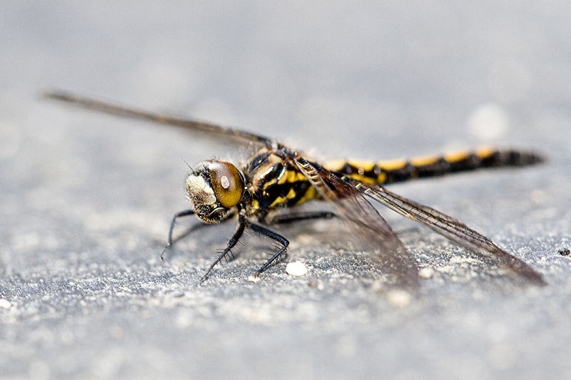Day 9 @ 100mm